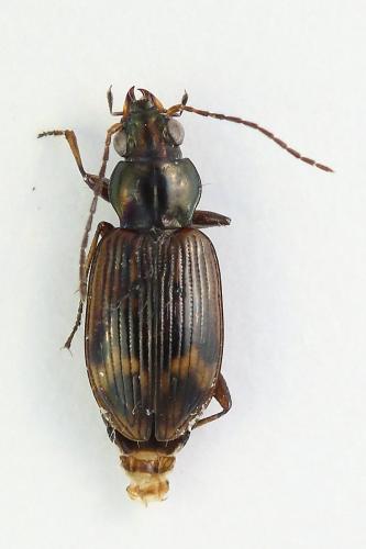 Réf. 361 979 : Bembidion dentellum