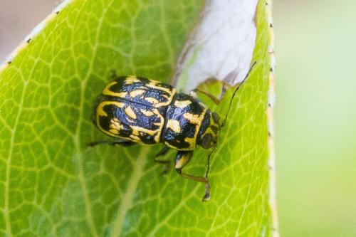 Pachybrachis sp.