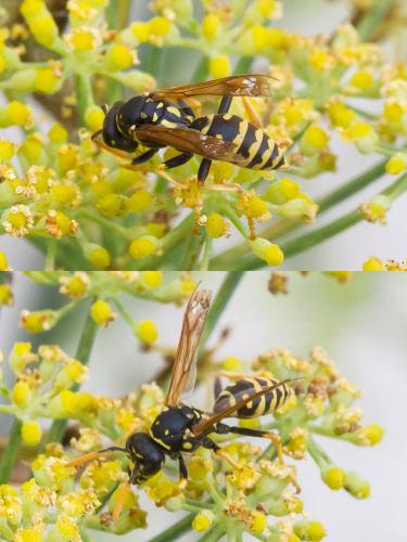 Polistes dominula
