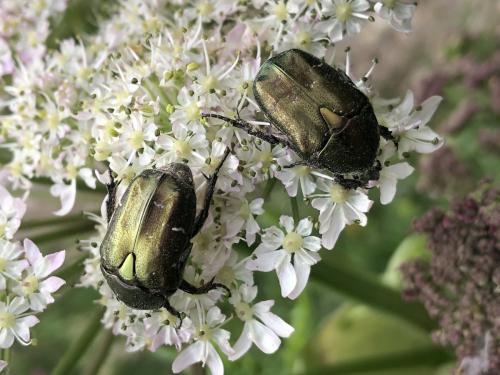 Potosia cuprea metallica