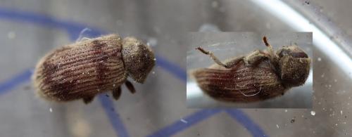 Nicobium castaneum