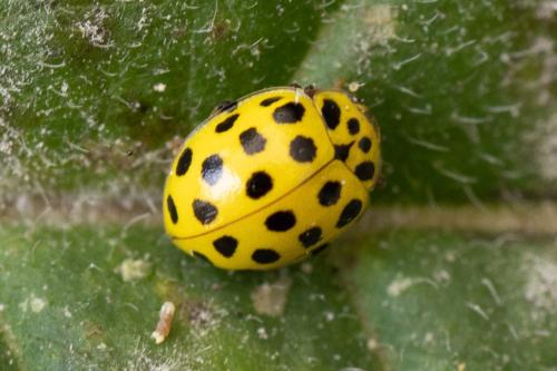 Psyllobora vigintiduopunctata
