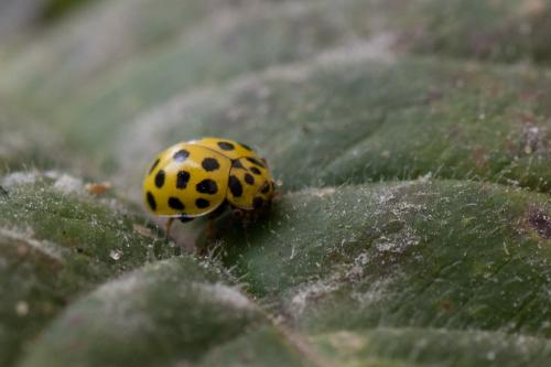 Psyllobora vigintiduopunctata