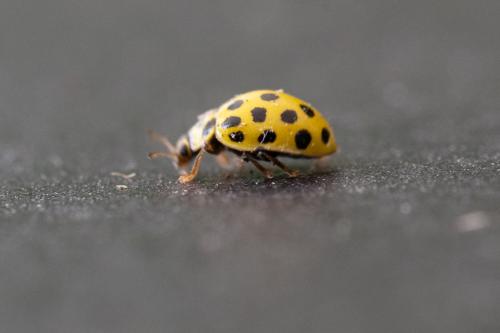 Psyllobora vigintiduopunctata