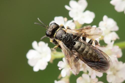 Lindenius albilabris