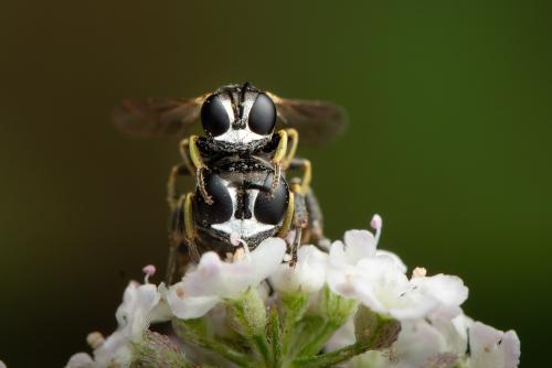 Lindenius albilabris