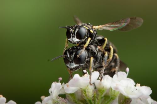 Lindenius albilabris