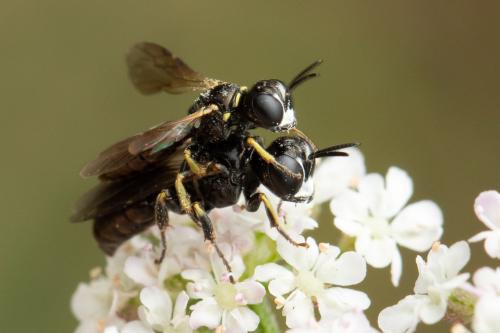 Lindenius albilabris