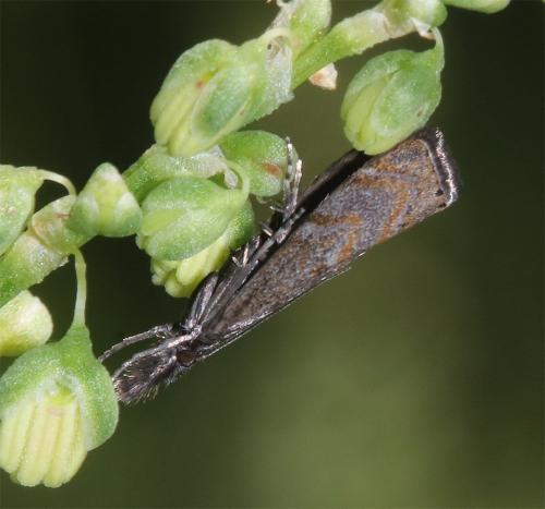 Platytes cerussella