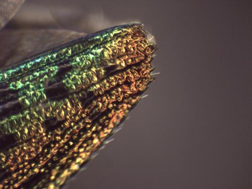 Lamprodila sp.