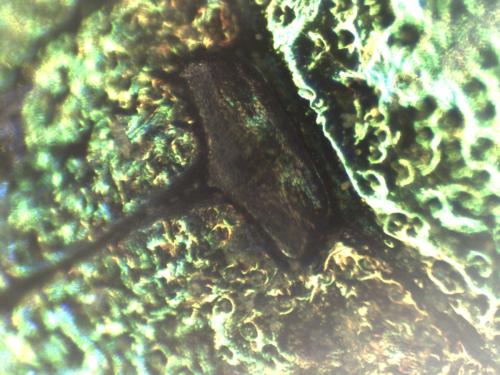 Lamprodila sp.