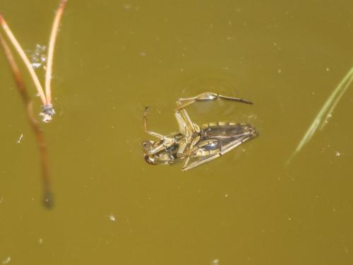 Notonecta sp.