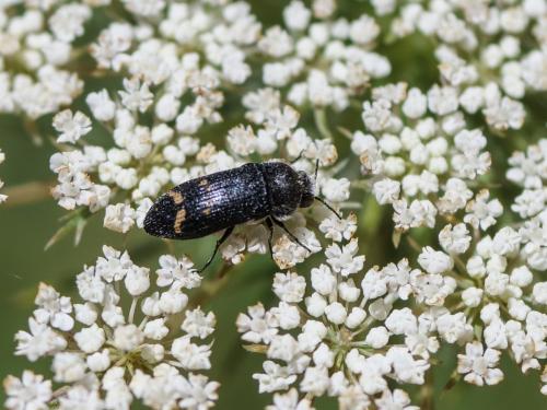 Acmaeoderella flavofasciata