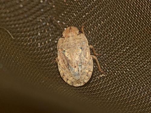 Sciocoris sulcatus