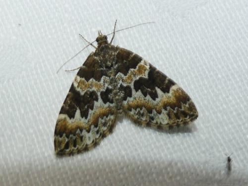 Electrophaes corylata