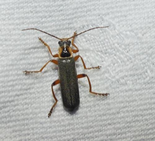 Cantharis nigricans
