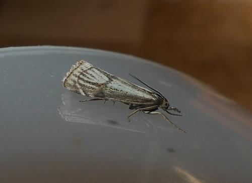 Thisanotia chrysonuchella