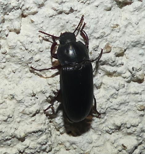 Tenebrio sp.