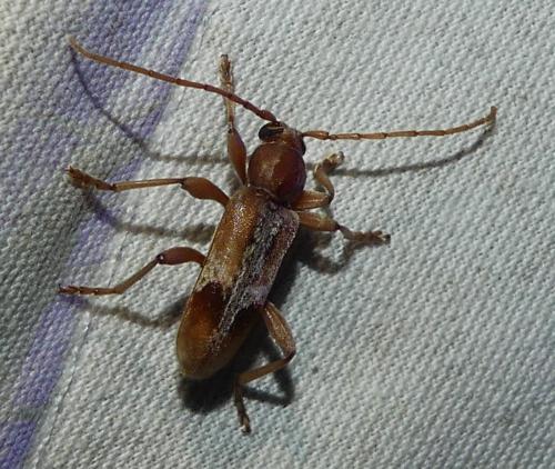 Trichoferus pallidus