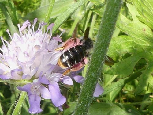 Andrena hattorfiana