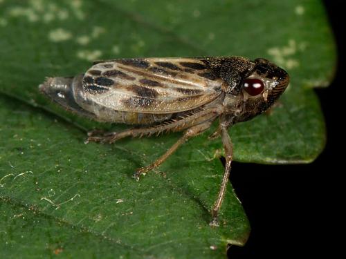 Evacanthus acuminatus