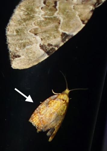 Acleris bergmanniana