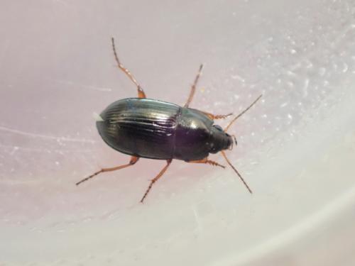 Amara familiaris