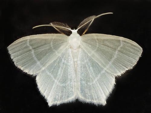 Jodis lactearia