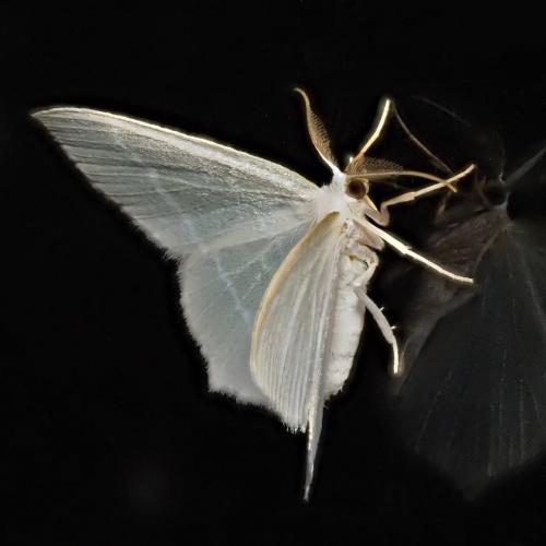 Jodis lactearia