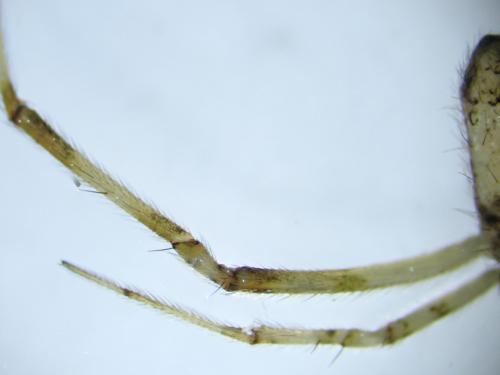 Episinus maculipes