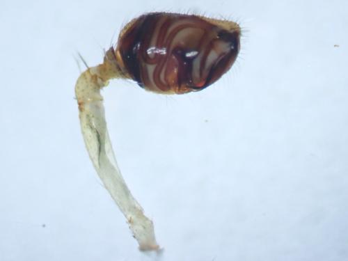 Episinus maculipes