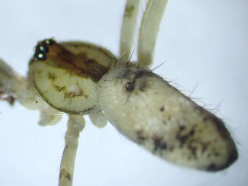 Episinus maculipes