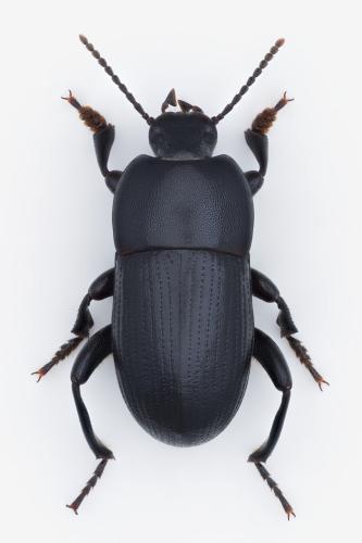 Pedinus meridianus