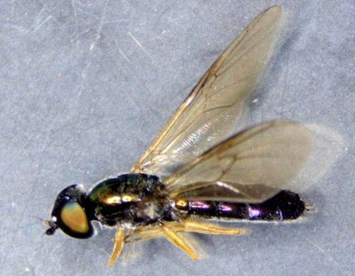 Sargus rufipes