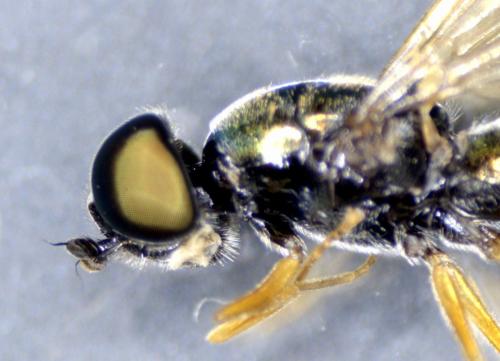 Sargus rufipes