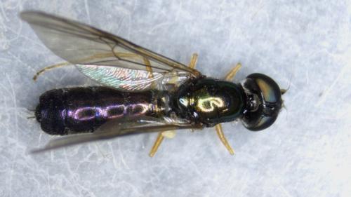 Sargus rufipes