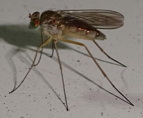 www.galerie-insecte.org/galerie/image/dos361/big/Sciapus%20contristans%20-%20Dolichopodidae%20-%20DIPTERA%2018.JPG