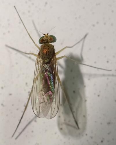 www.galerie-insecte.org/galerie/image/dos361/big/Sciapus%20contristans%20-%20Dolichopodidae%20-%20DIPTERA%2021.JPG