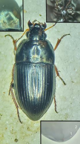 Amara nitida