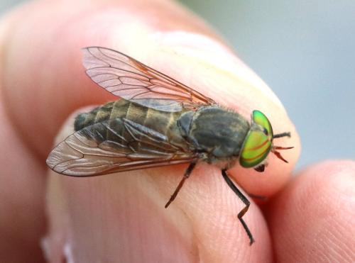 Tabanus glaucopis