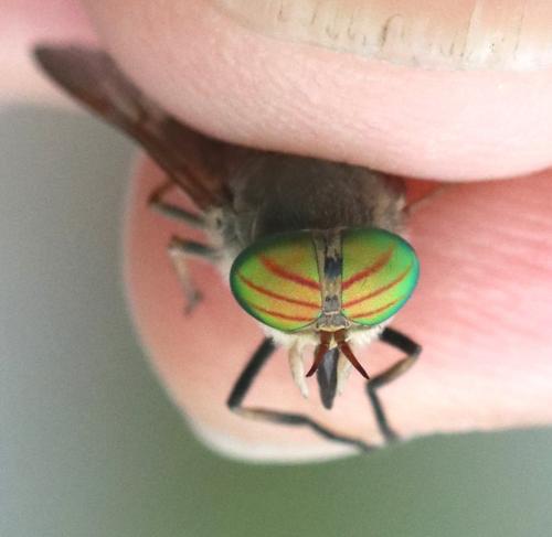 Tabanus glaucopis