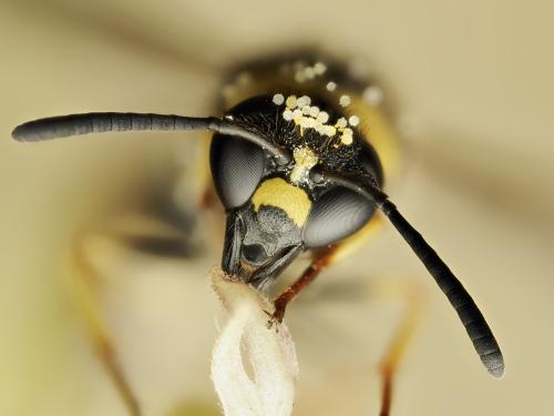 Eumenes coronatus