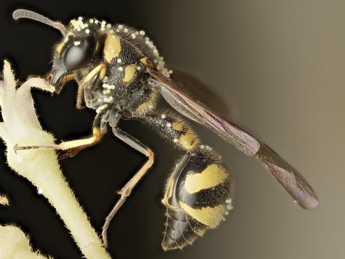Eumenes coronatus