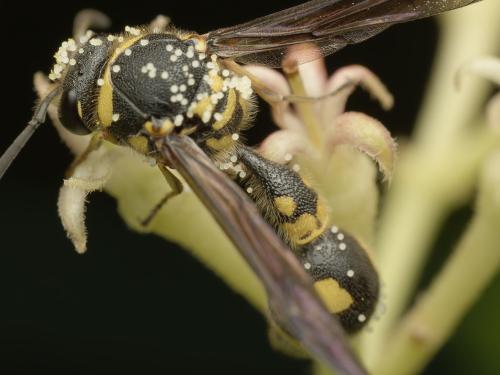 Eumenes coronatus