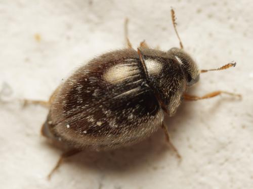 Simplocaria semistriata