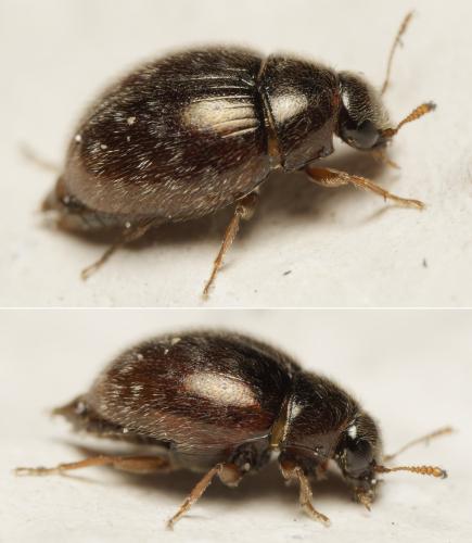 Simplocaria semistriata