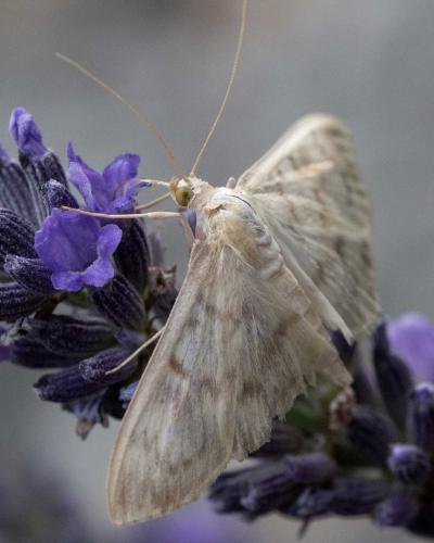 Pleuroptya ruralis