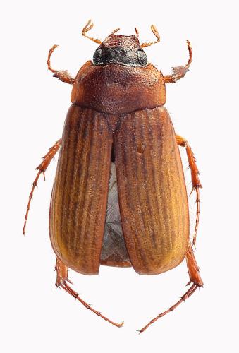 Serica brunnea