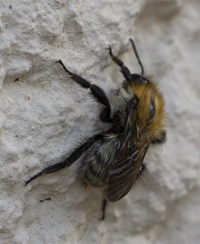 Bombus pascuorum