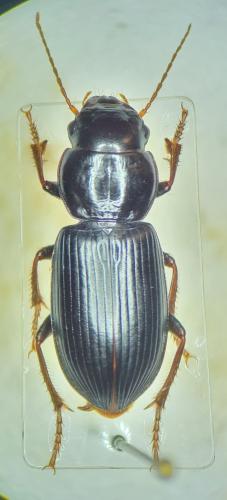 Acinopus megacephalus